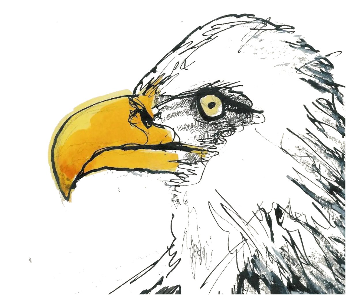 Watercolour illustration of Aldwin the eagle's head