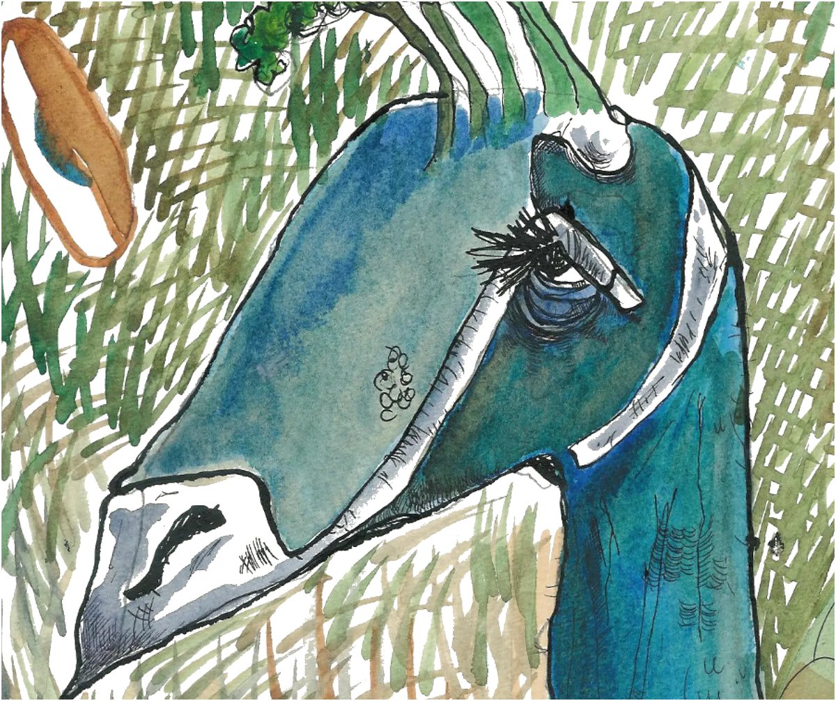 Watercolour illustration of Jeff the peacock