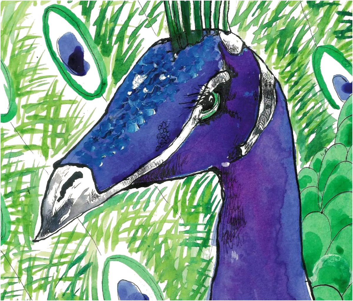 Watercolour illustration of Jonnie the peacock